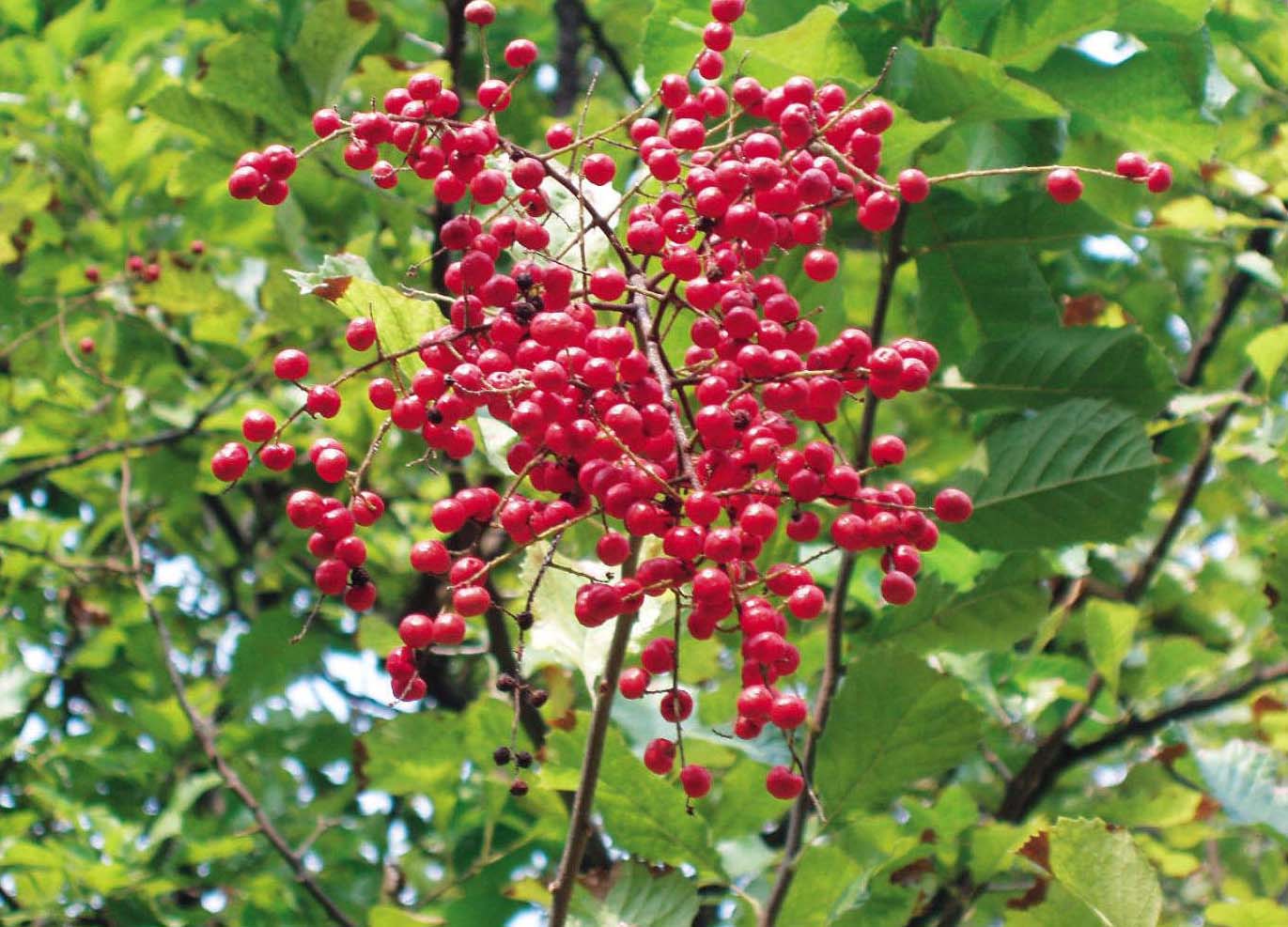 细花泡花树